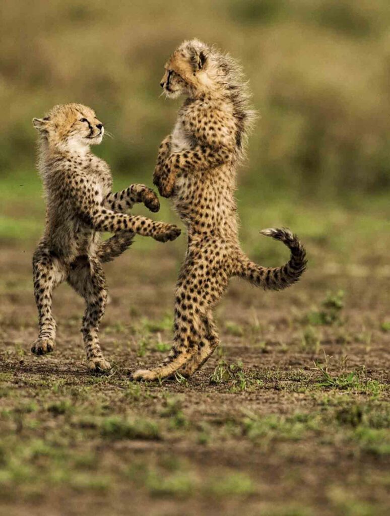 Things available in Serengeti National Park