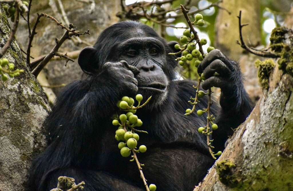 Chimpanzee trekking in Kyambura – Queen Elizabeth national park