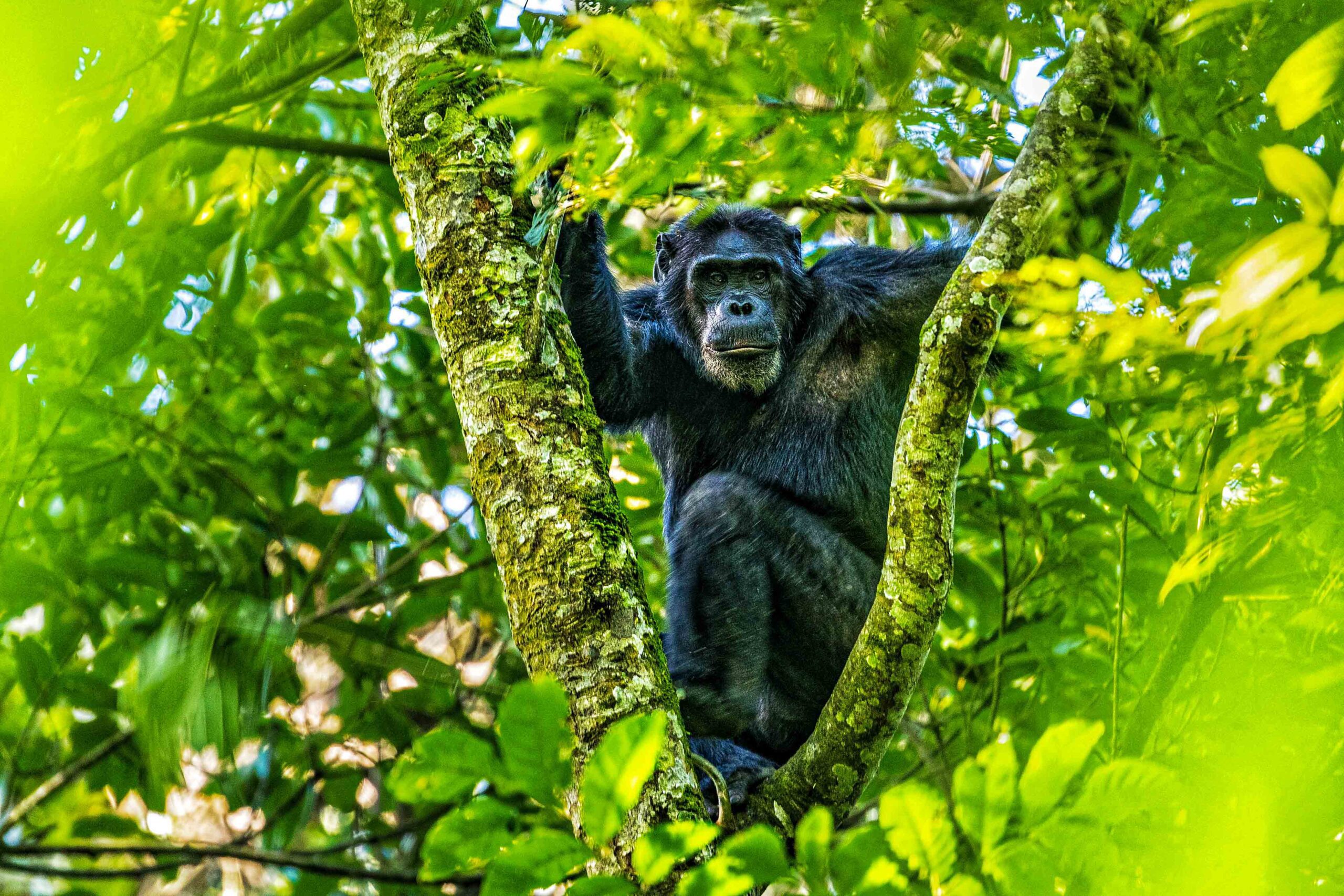 Safari activities in Nyungwe Forest National Park