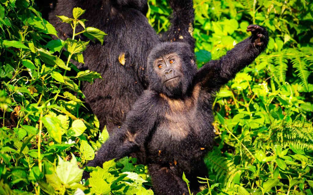 Playful gorilla Bwindi