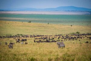 masai mara plains