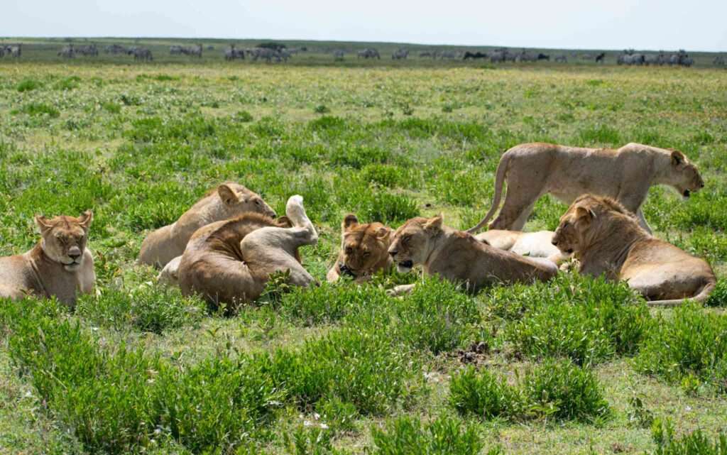 lions tanzania