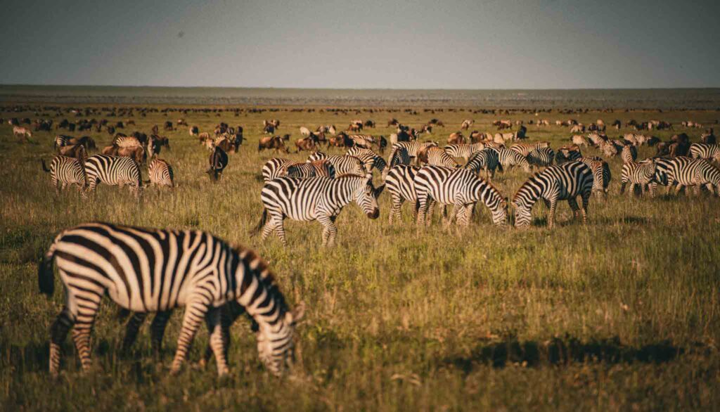 wildlife Serengeti