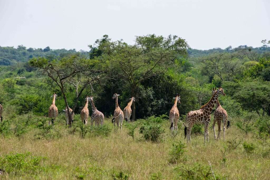 Rothschild giraffes Mburo national park