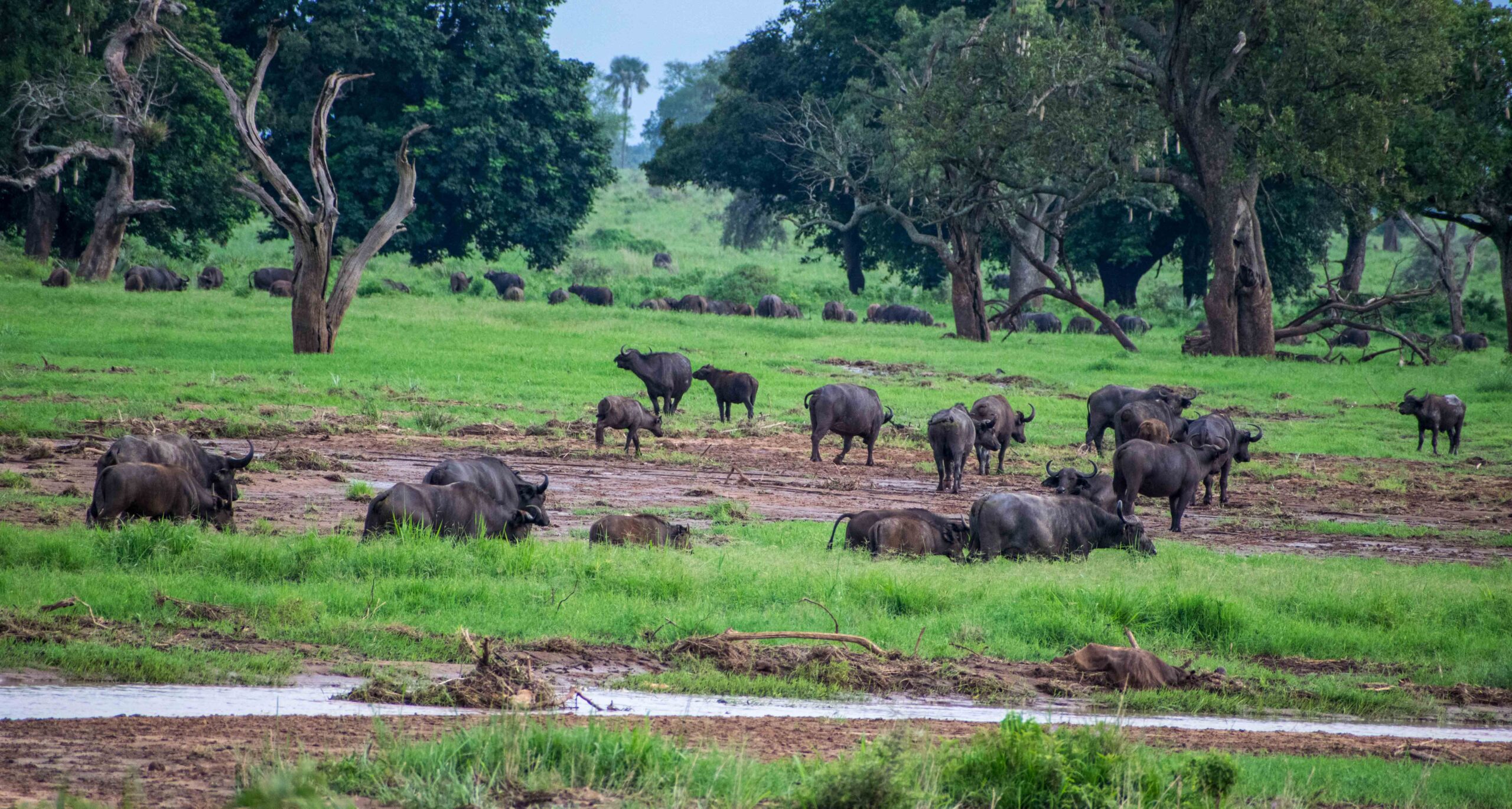 kidepo valley national Park