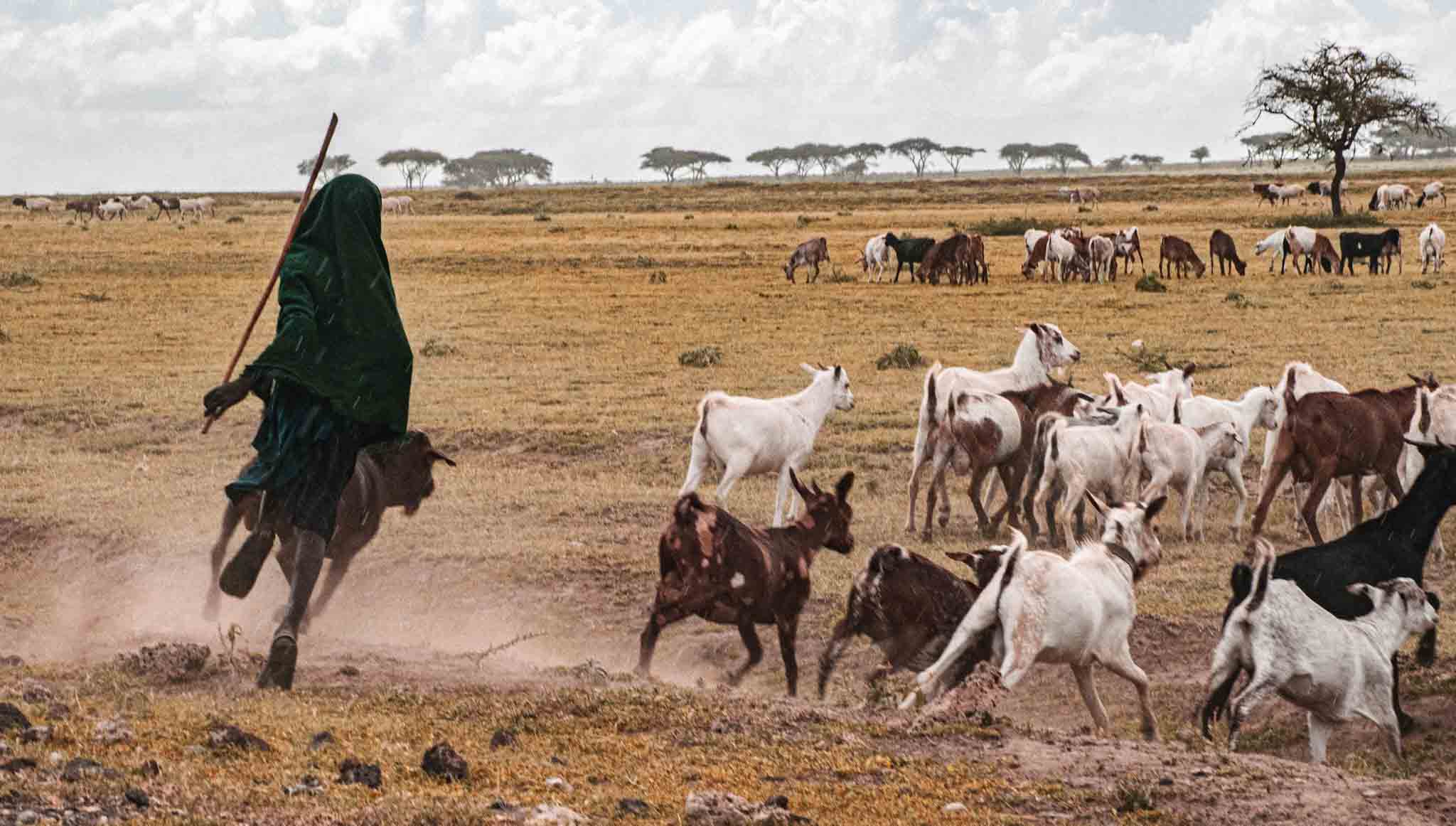 herds boy in ngorongoro Tanzania