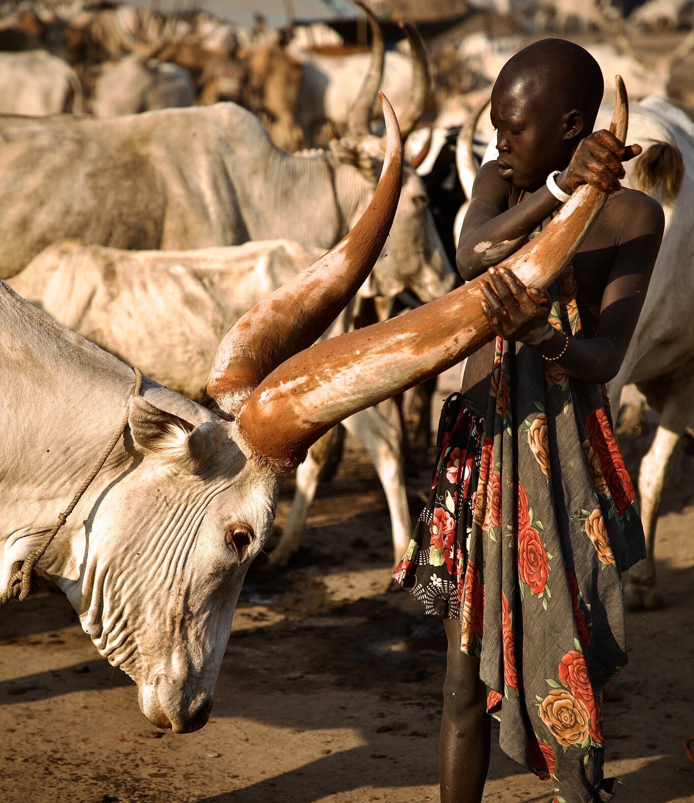 Mundari and Dinka people with their cattle, South Sudan