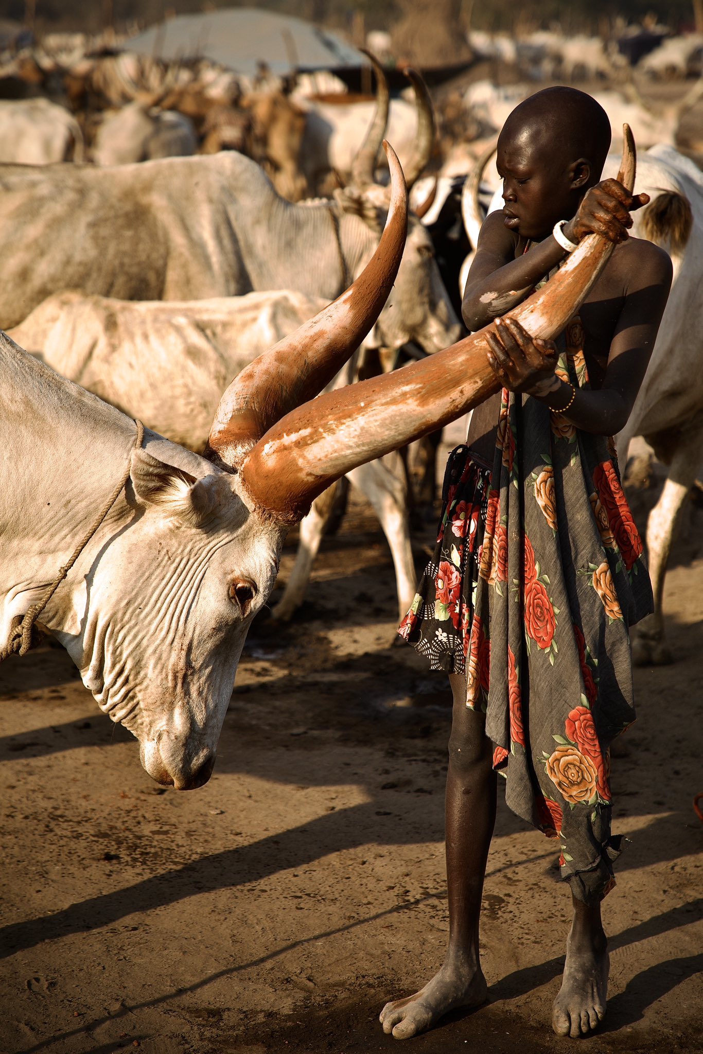 Explore South Sudan The Land Of Dinka And Mundari Discover Gorillas