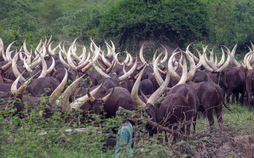 Ankole cattle