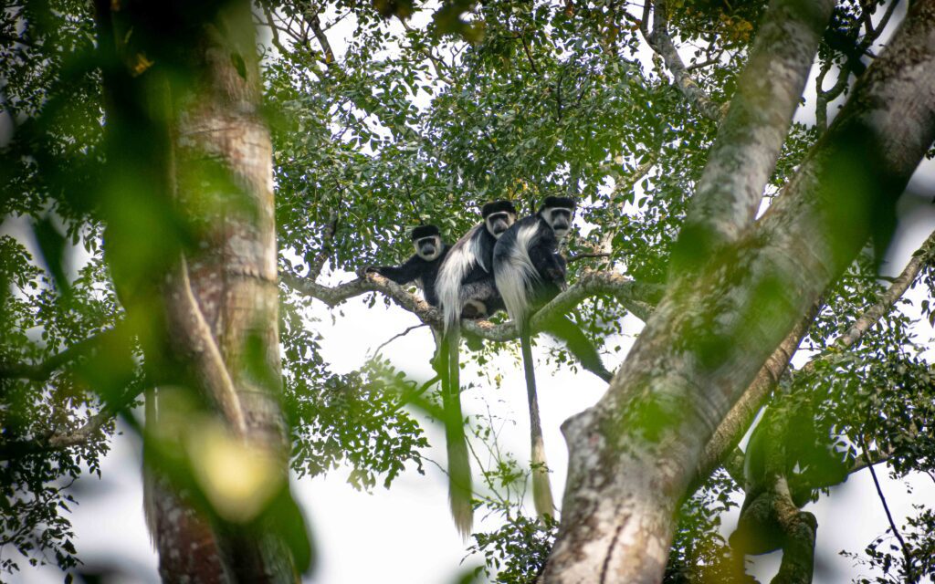 B.W.colobus monkey semuliki n.park