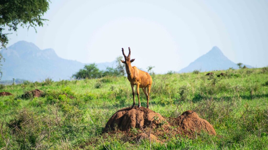 Jackson's hartebeest kidepo valley national park