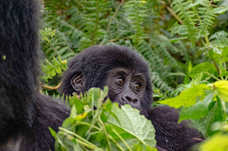 Gorilla habituation in Bwindi impenetrable national park