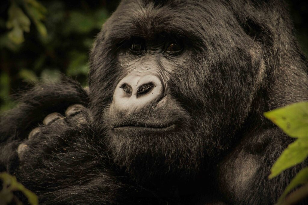 An adult male mountain gorilla Mgahinga national park
