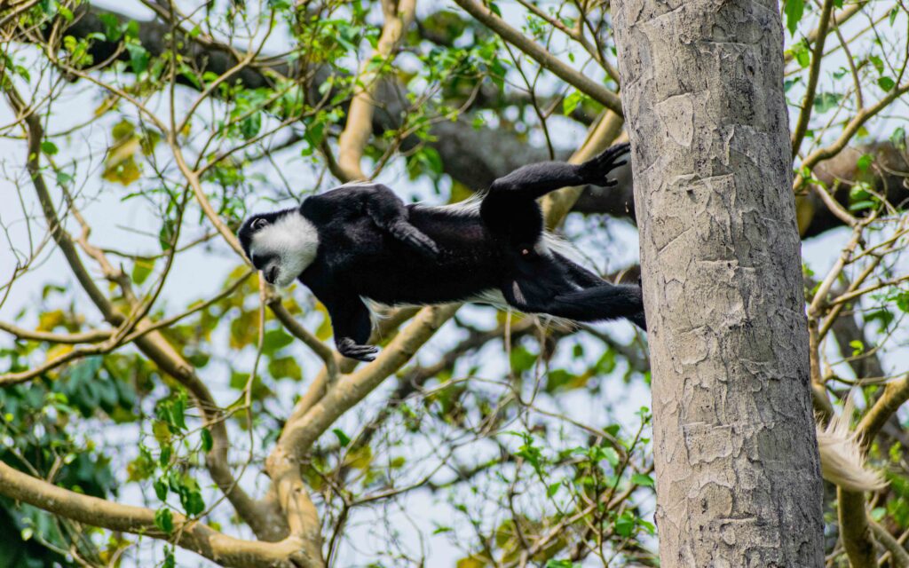 black-and-white colobus monkey semuliki