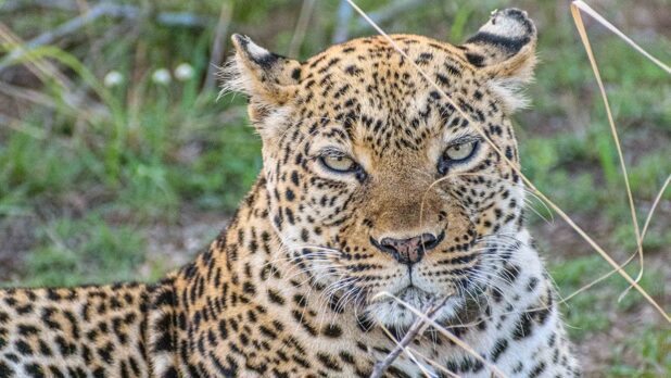 chilling leopard queen