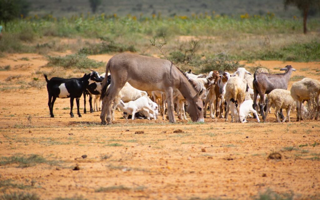 livestock karamoja eastern Uganda