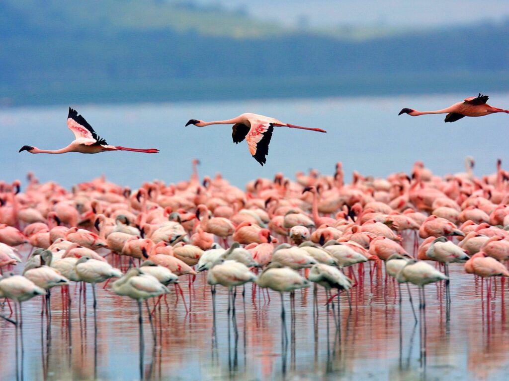 Lake Nakuru National park