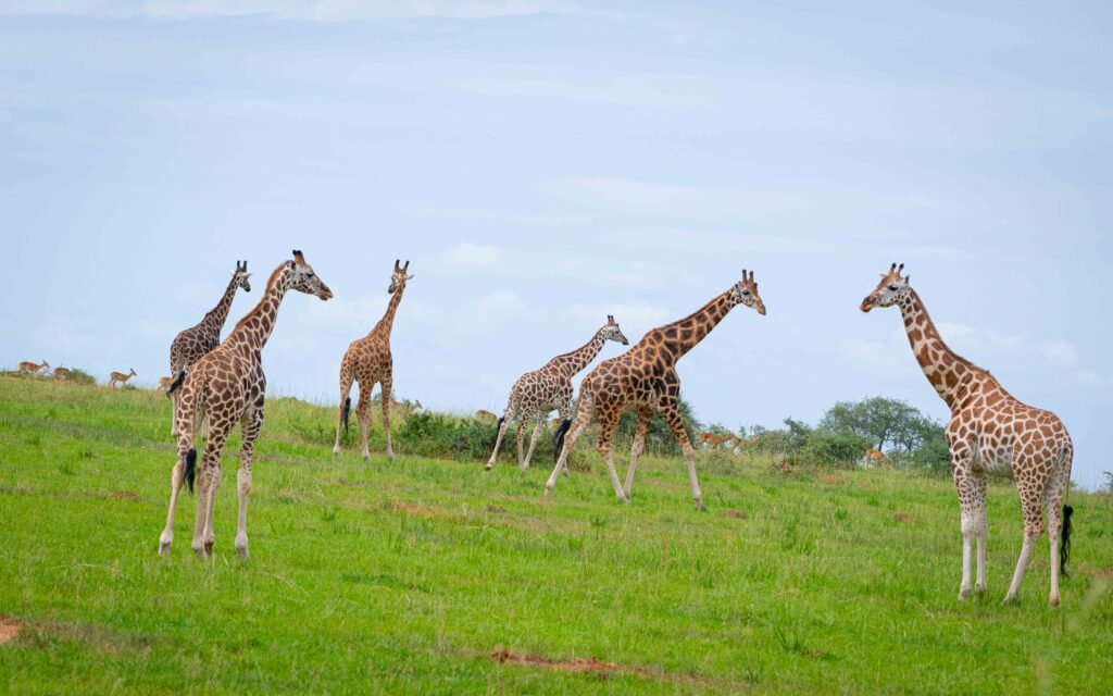 Murchison Falls National Park