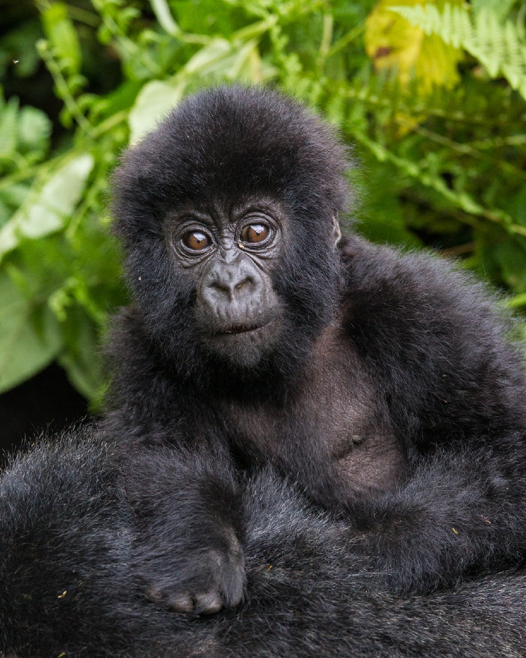 Bwindi Impenetrable National Park