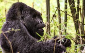 Gorilla trekking in Bwindi impenetrable national park