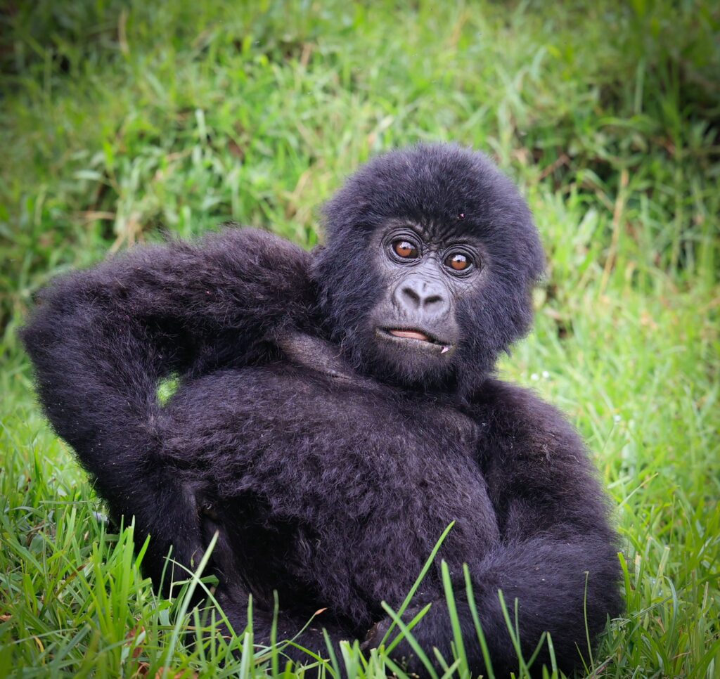 Mgahinga Gorilla National Park