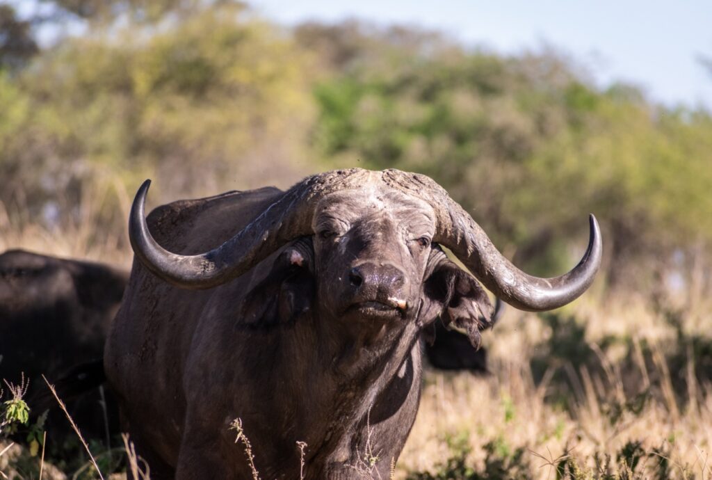 a giant male buffalo displaying