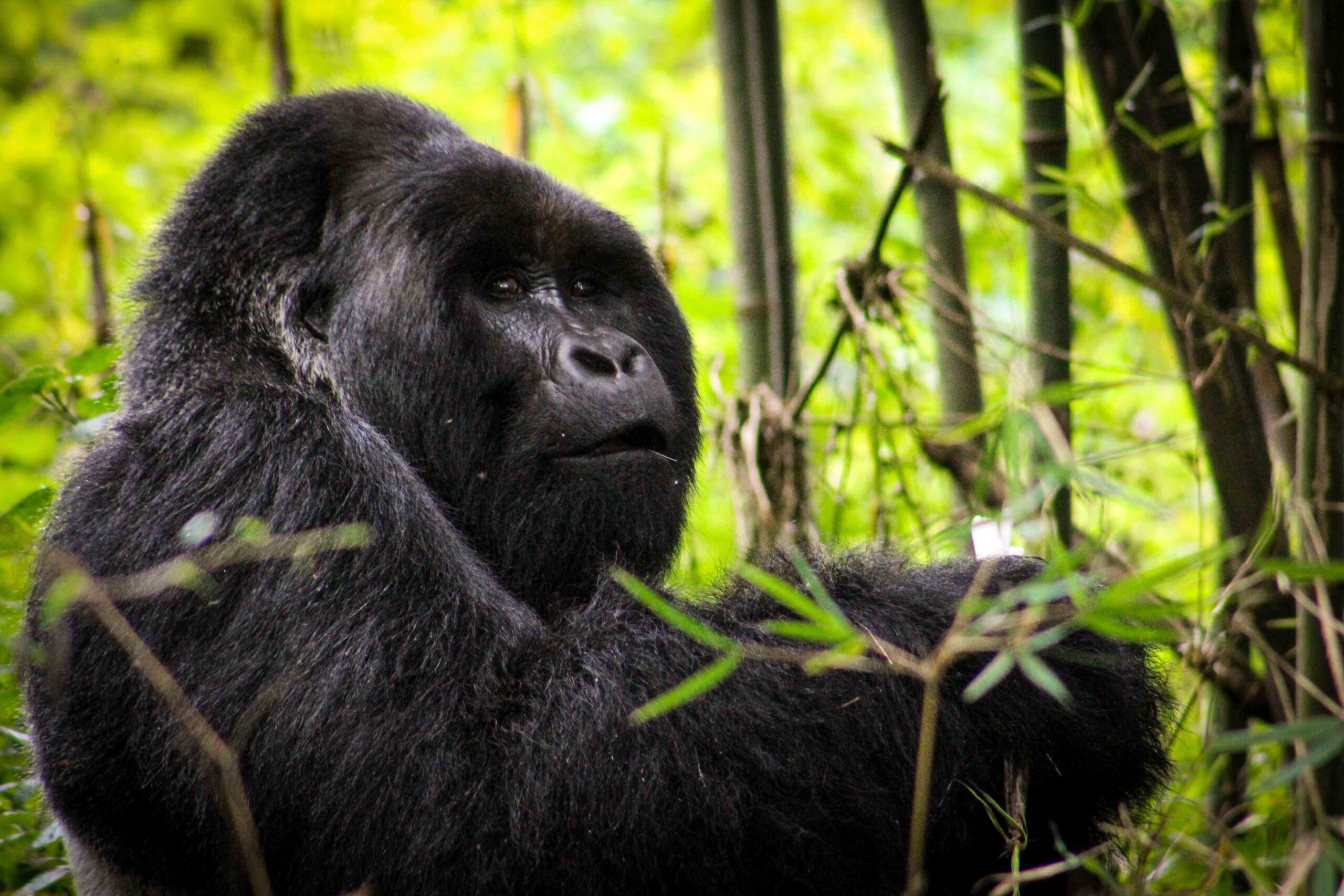 silverback gorilla in mgahinga