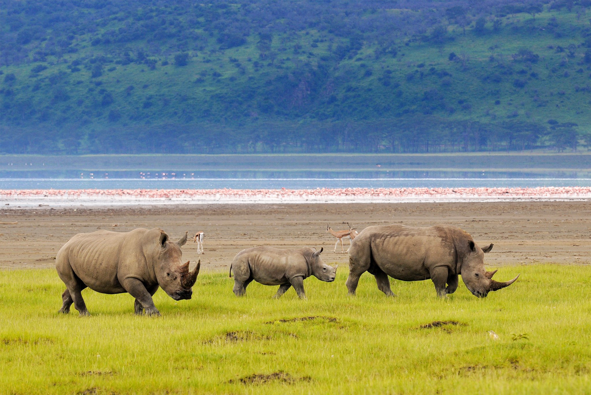 the rhinos of lake Nakuru national park