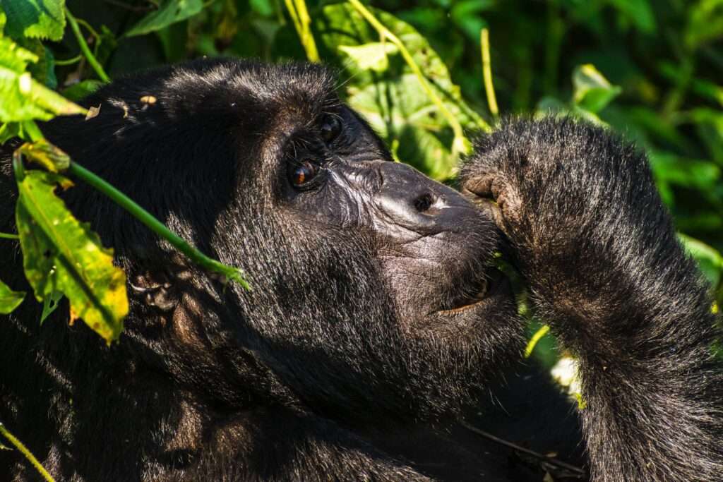 gorilla tracking Bwindi