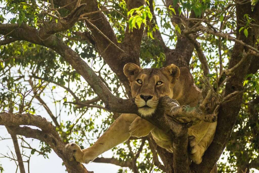 Queen Elizabeth National Park