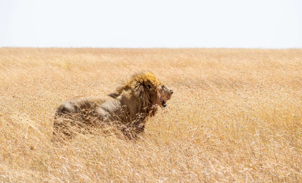 Simba the lion in the Serengeti