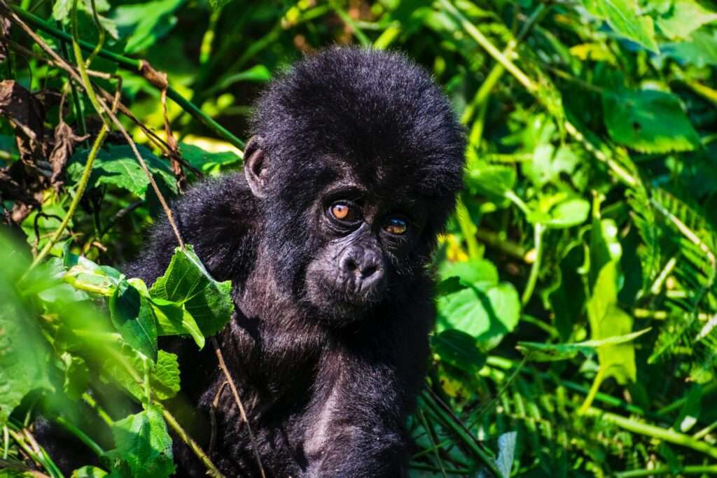 Facts about mountain gorillas