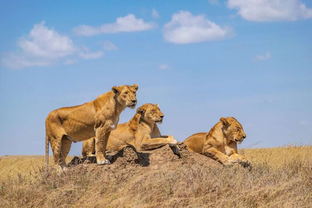 Lion Tracking/large Carnivore Program