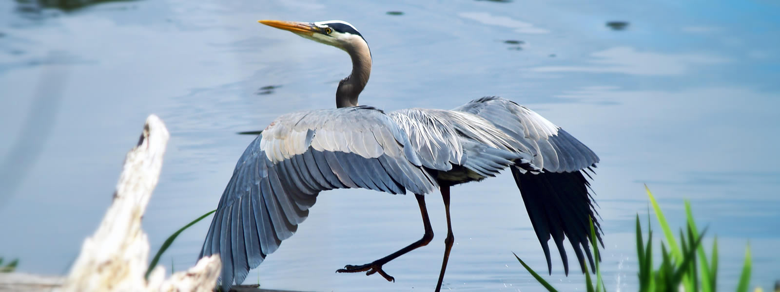 Bird watching in Tarangire National Park