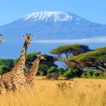 hiking mt.kilimanjaro