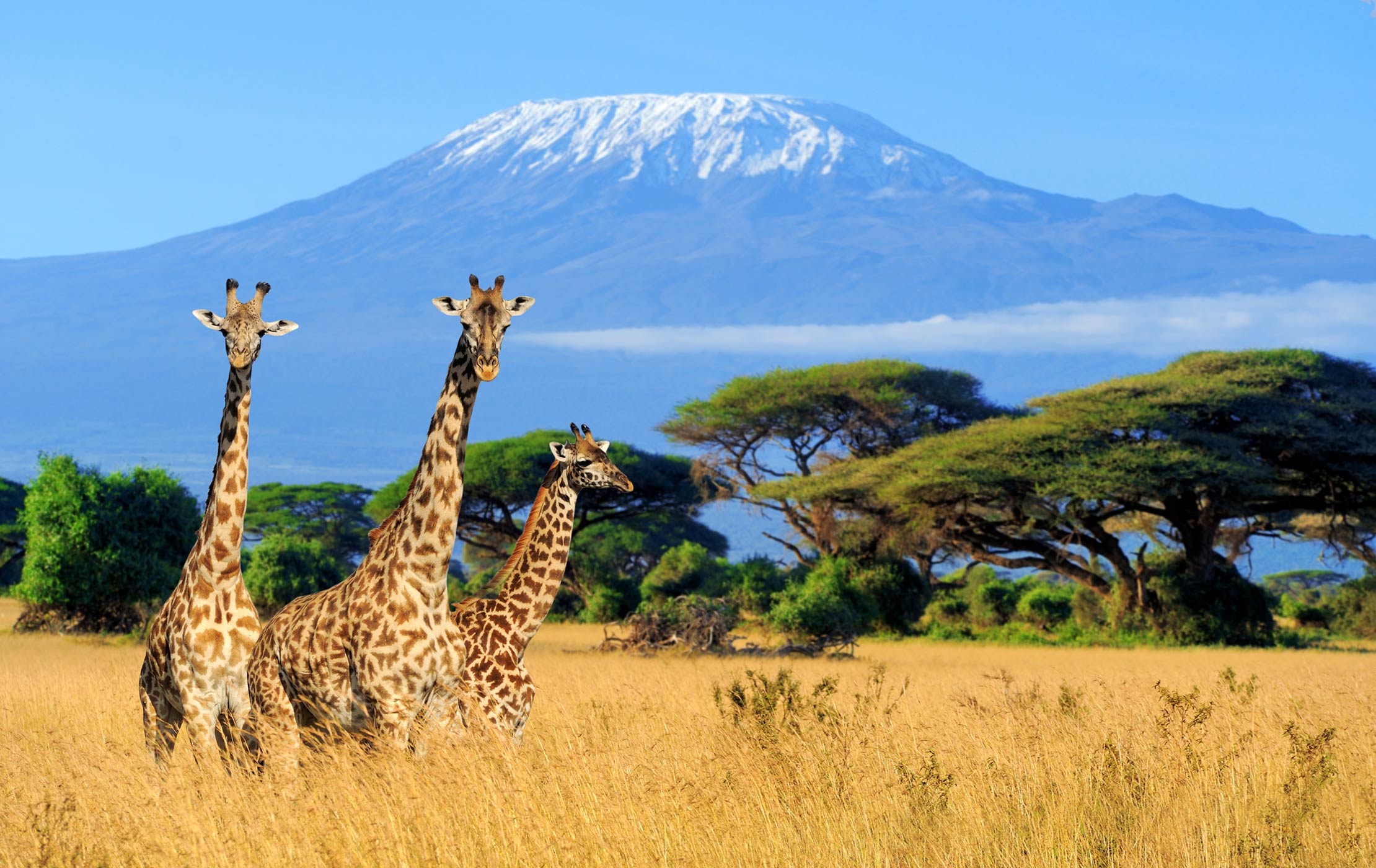 hiking mt.kilimanjaro