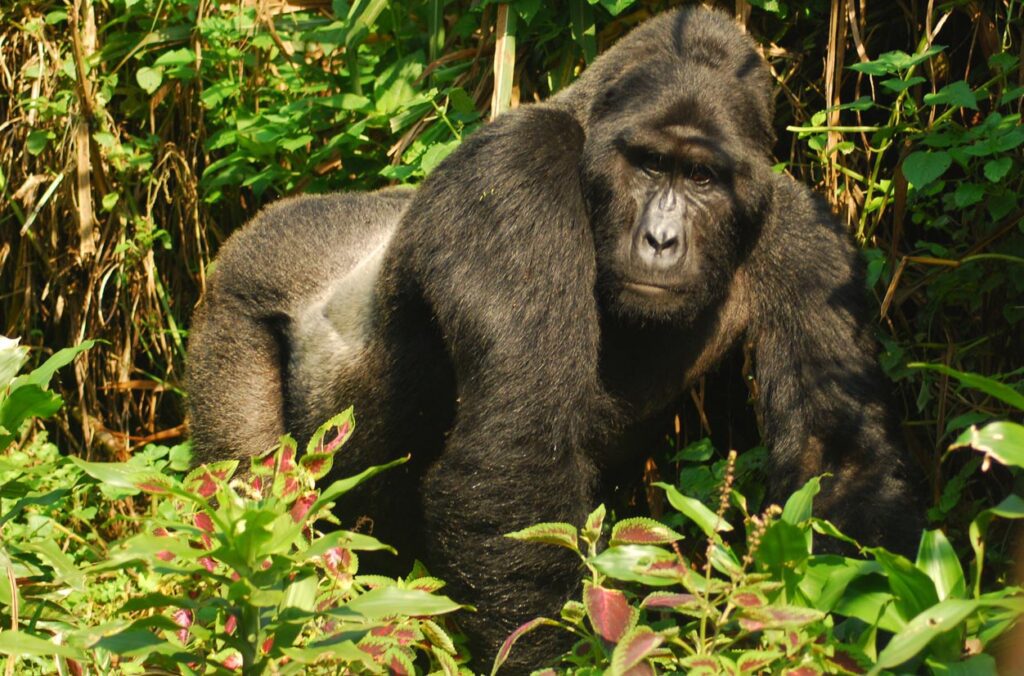 A silverback is the a fully grown male mountain gorilla