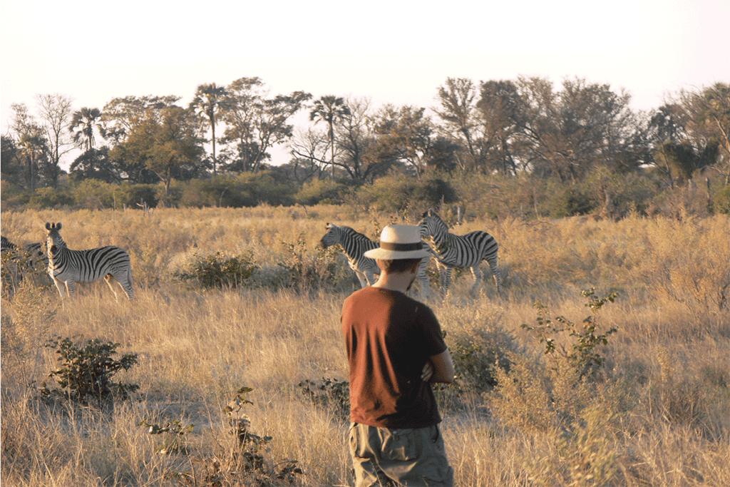 A man having a closer look at the zebras during the nature walk in lake Mburo park