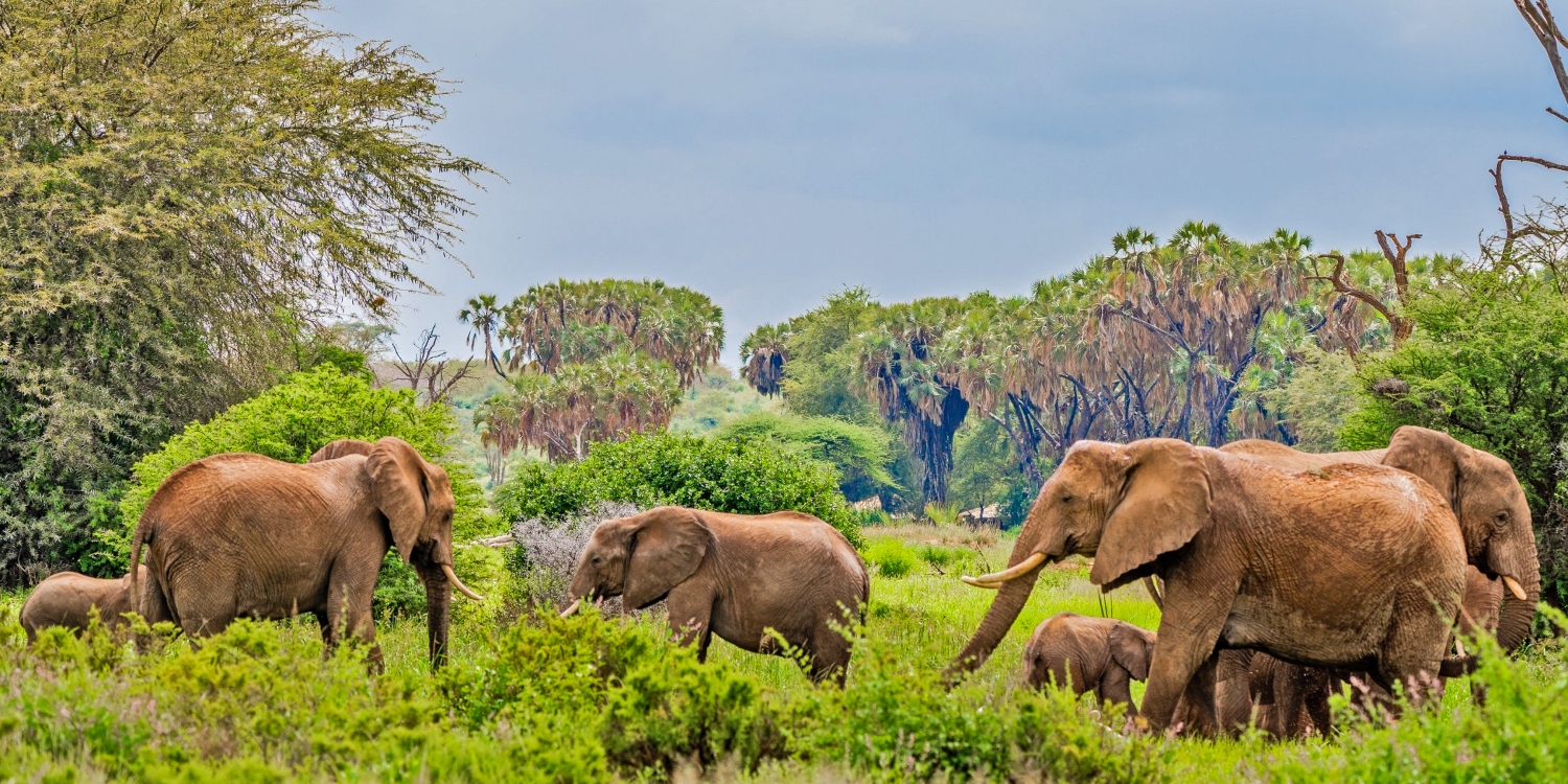 Samburu-national-reserve