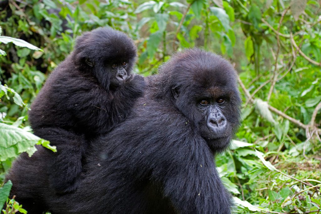 A good display of the mother gorilla and her baby