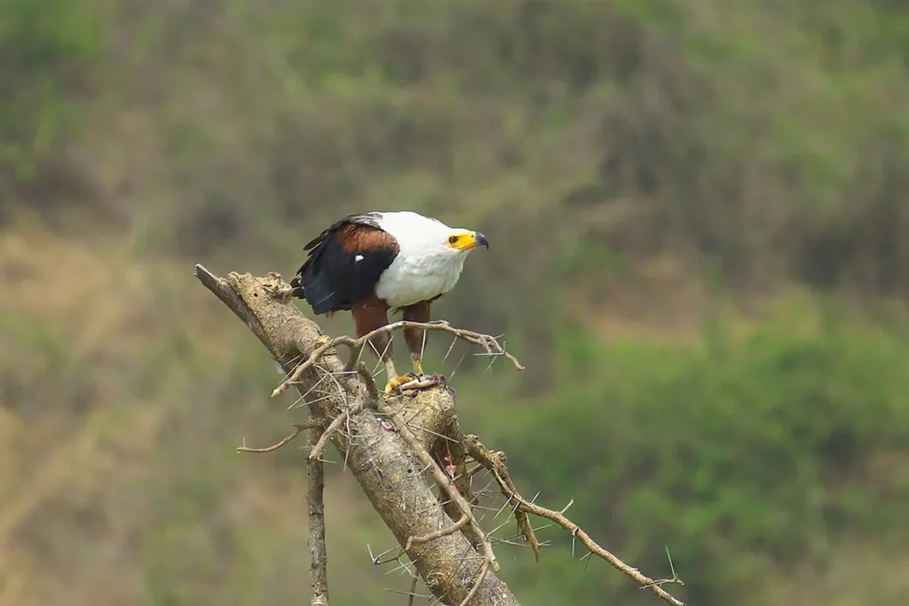 fish eagle