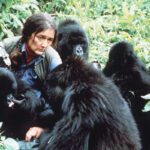 Dian Fossey with gorilla