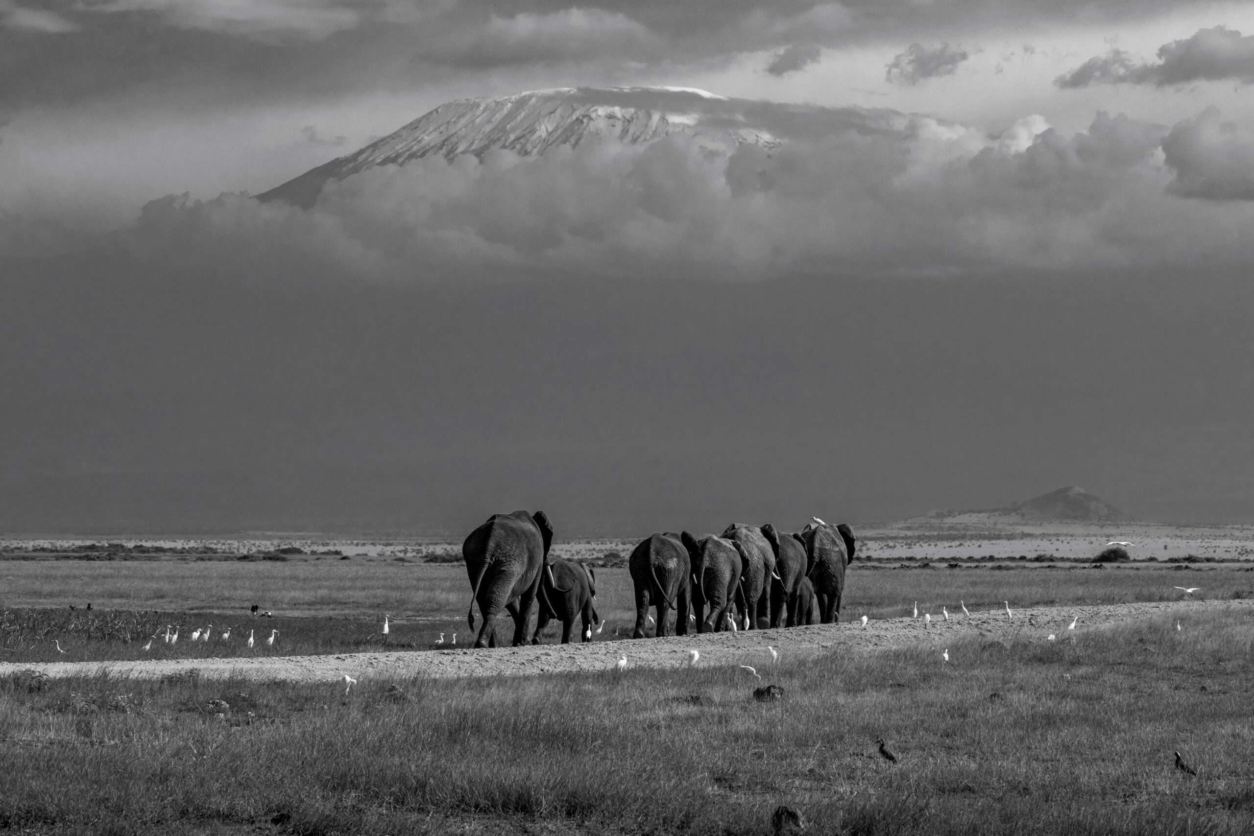 elephants kilimanjaro