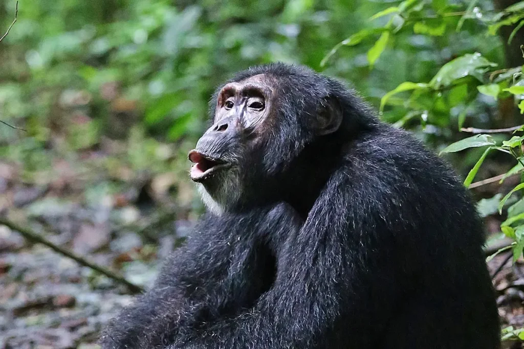 chimpanzee