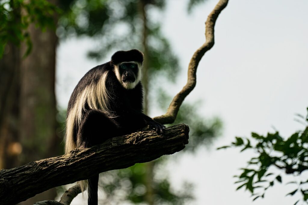 Black And White colobus monkey Arusha park