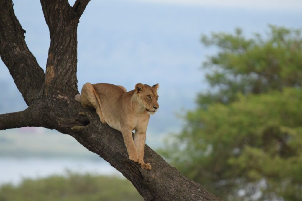 lioness Murchison falls park