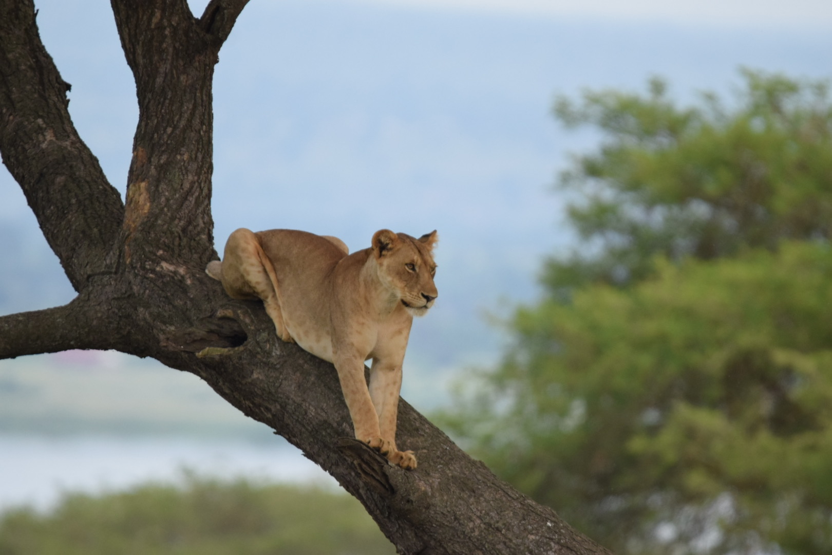 lioness Murchison falls park in great view point