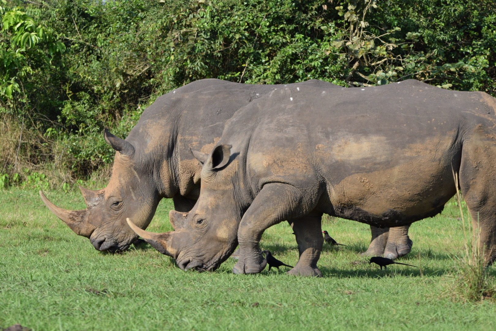 rhino ziwa sanctuary