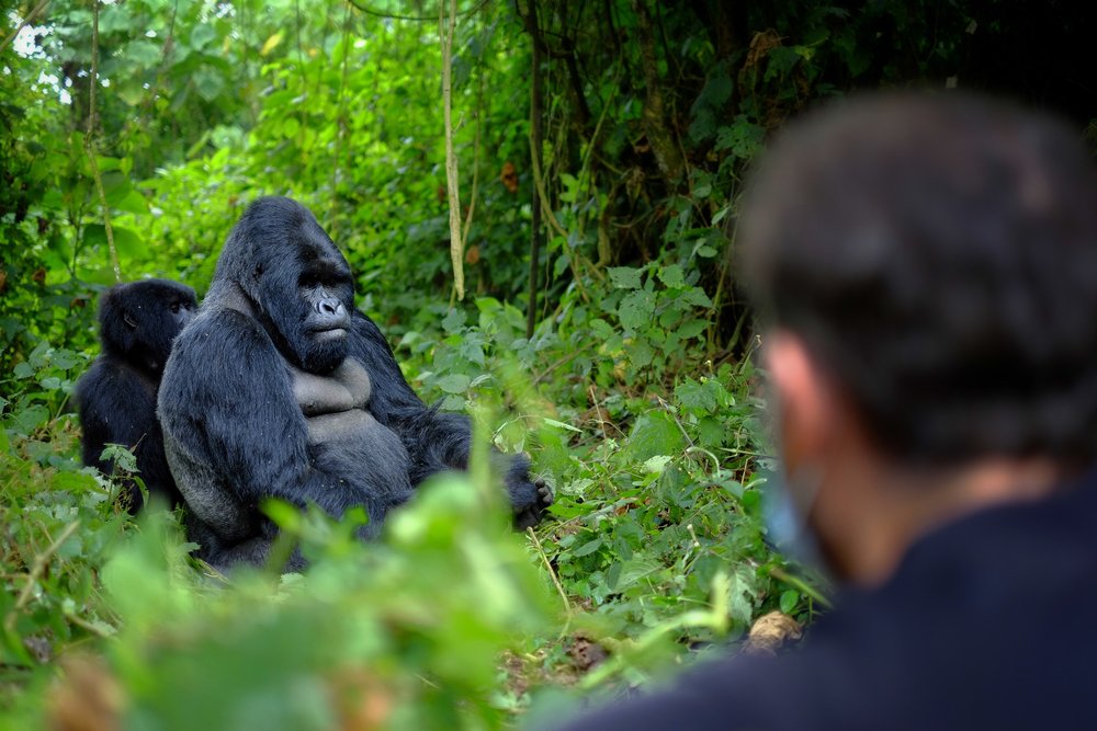 Watching the mountain gorillas at a closer range is of of the most unforgettable experiences