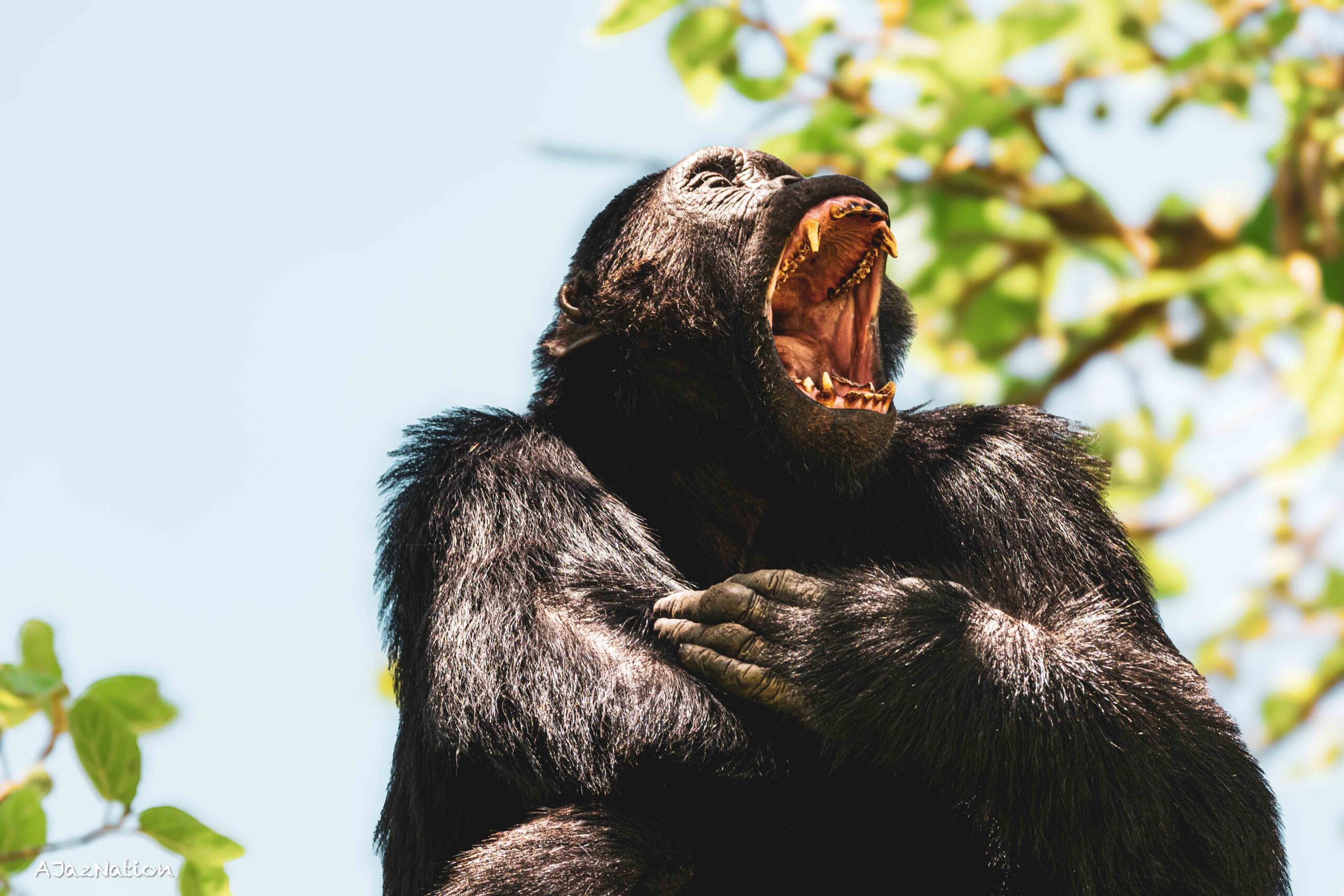 A fully grow up chimpanzee kibale forest